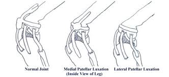 Luxating Patellas